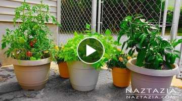 HOW to GARDEN for BEGINNERS using CONTAINERS
